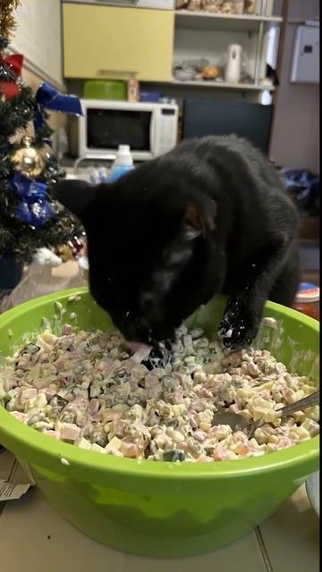 Кот готовит 😁😍😹 смотреть онлайн