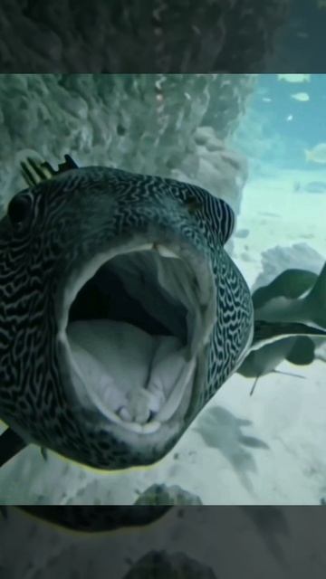 Опасная рыба в Москвариуме бросается на людей