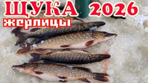 Щука на Жерлицы