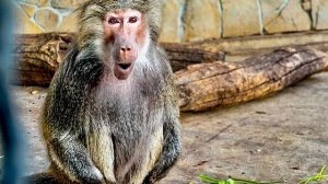 Я принесла Люське и Лиде любимую зелень и яйца, но Лида все-равно МЕНЯ ПРОГОНЯЕТ, не нравлюсь я ей!