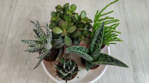 Правильная посадка СУККУЛЕНТОВ - ТОЛСТЯНКА, АЛОЕ, ХАВОРТИЯ