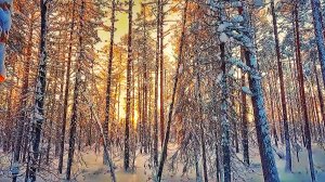 НОВОГОДНИЙ РЕЛАКС В ТАЙГЕ. ПОБЕГ ОТ СУЕТЫ, УЮТ ЛЕСНОЙ ИЗБЫ И АРОМАТ  КОЛБАСОК НА УГЛЯХ.