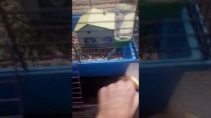 Ухаживаю за животными на Камеру!