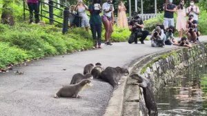 Дикие детёныши выдры получили свой первый урок плавания