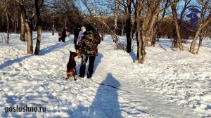 Групповая дрессировка собак.