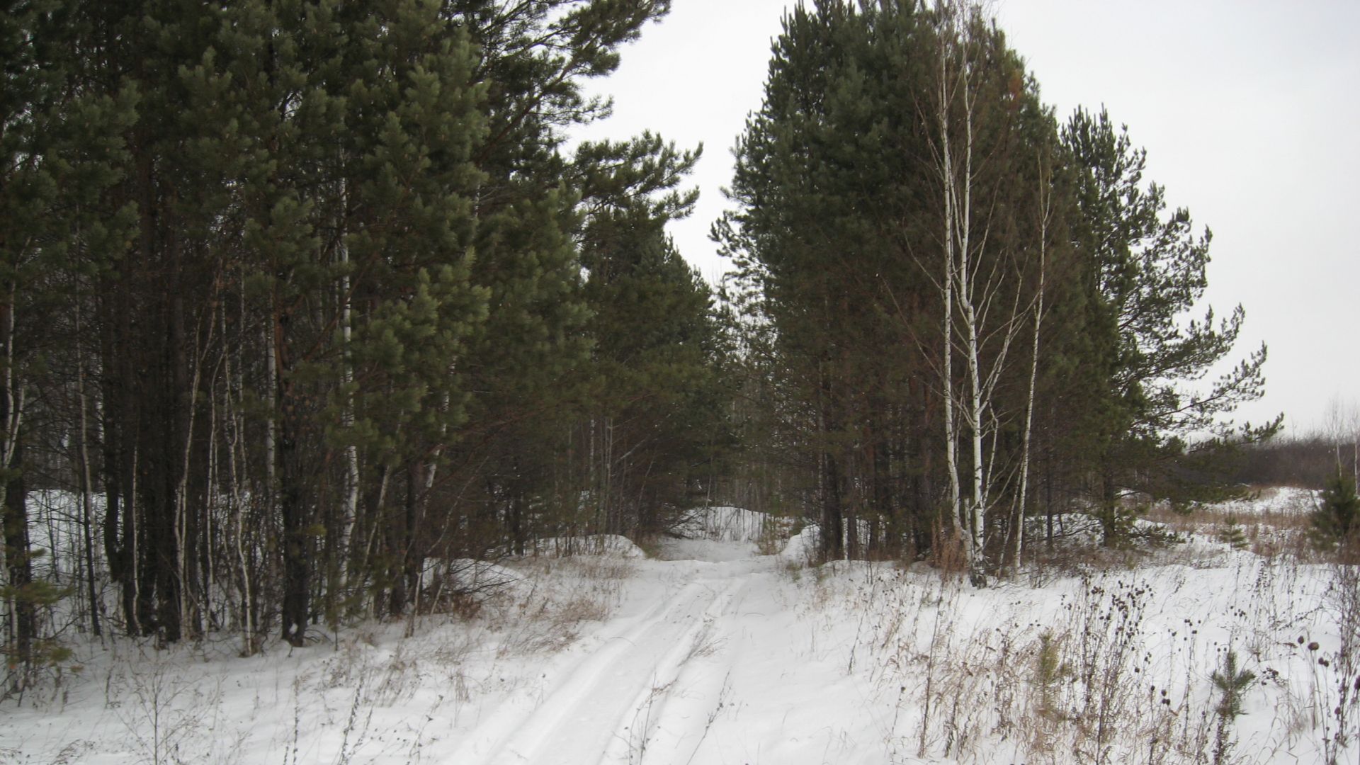 Прогулка по лесу смотреть онлайн