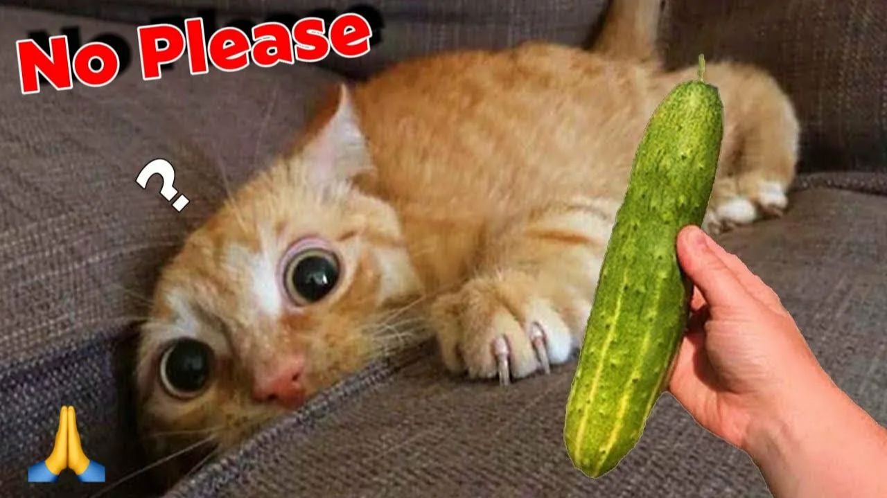 СМЕШНО ДО СЛЕЗ 😹😍 СМЕШНЫЕ КОТЫ, ЛУЧШИЕ ПРИКОЛЫ С КОТАМИ, СОБАКАМИ КОШКИ,СОБАКИ , ЖИВОТНЫЕ 🥰 смотреть онлайн