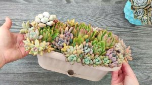 Разбираем садик из суккулентов, болталка про суккуленты