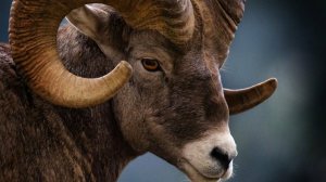 ЯНВАРЬ 2026 - ОВЕН