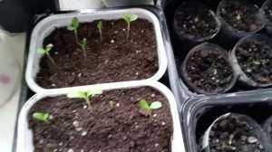 ОБЗОР РАСТЕНИЙ НА ПОДОКОННИКЕ.