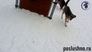 Дрессировка собак Набережные Челны. Парк Гренада.