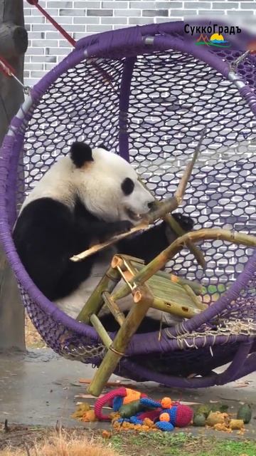 Когда хочется почувствовать новый вкус - в расход идут бамбуковые стулья🤣 смотреть онлайн