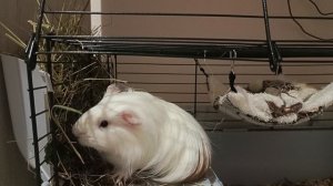 Пушистая шубка ,трепетные усики