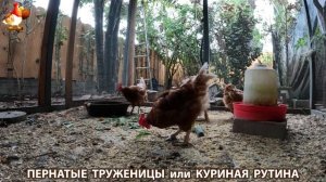 Куриная рутина – что делают куры на выгуле 😂 эпизод (103)