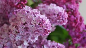 Вячеслав Абросимов. Одинокая ветка сирени