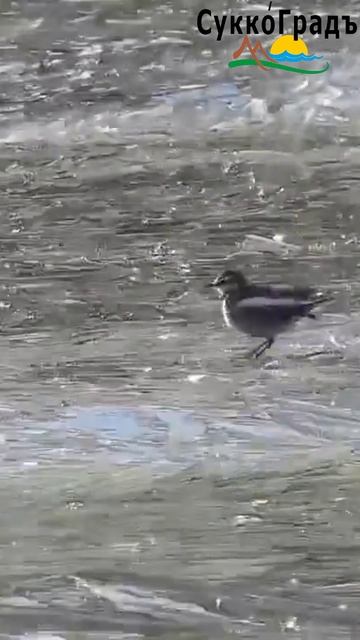 Трясогуска гуляет по волнам😍 смотреть онлайн