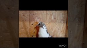 ТГ Регулярного Василия И..