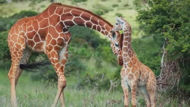 Николай Носков. Царица-любовь смотреть онлайн