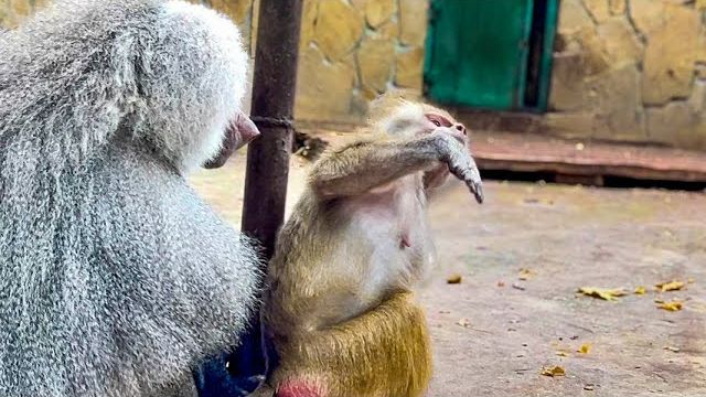 Люська ТАК СМЕШНО просит Елисея поперебирать ей шерстку, а он НАЕЛСЯ И СИДИТ! смотреть онлайн