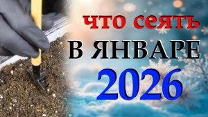 Подробный посевной календарь на январь и начало февраля. Какие цветы и овощи сеять в январе 2026