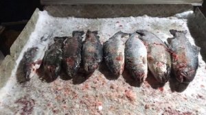 хороший улов форели