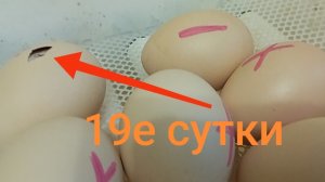 19е сутки инкубации. Ждём цыплят.