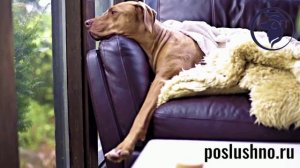 ЗООГОСТИНИЦА. ПЕРЕДЕРЖКА КИНОЛОГОМ. ИГОРЬ АЛТАЙСКИЙ