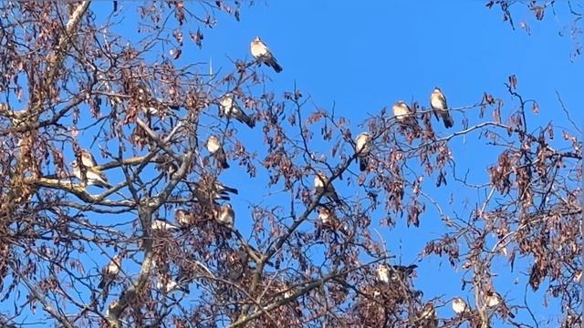 Много неизвестных птиц в Орле. Напишите свои варианты, что это за пиицы смотреть онлайн
