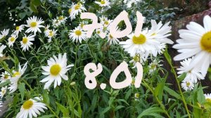 Лунный календарь для цветоводов с5.01-11.01.26г.