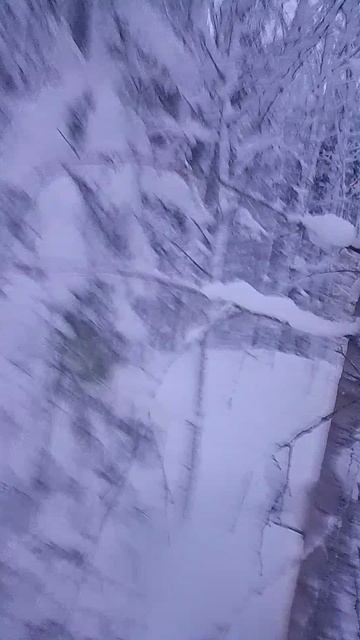 показываю зимний лес смотреть онлайн