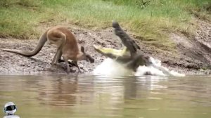 Это Нужно Видеть! Сумасшедшие Случаи с Животными, Снятые на Камеру