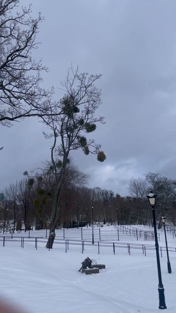 Интересные деревья смотреть онлайн