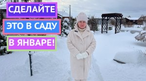 САД В ЯНВАРЕ! ВАЖНО СДЕЛАТЬ ЭТО СЕЙЧАС!