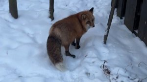 Лиса-Алиса. Лиса стала что-то подозревать