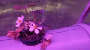 Клубника цветёт,, ура!