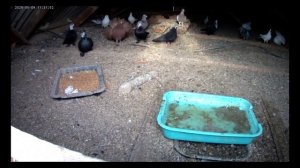 МОИ ГОЛУБИ 1