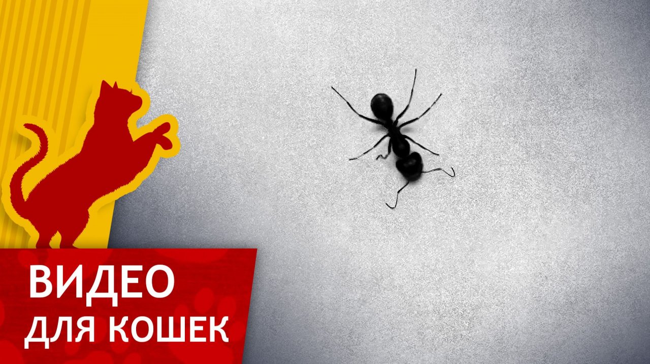 Видео для кошек - Поймай Муравья (Ваш кот будет доволен!) смотреть онлайн