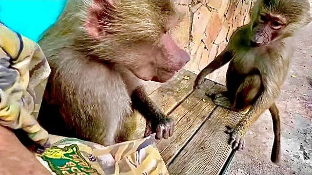 Люся со Степой случайно ОБНАРУЖИЛИ любимые кедровые орешки у меня в кармане И НАЧАЛОСЬ…))) смотреть онлайн