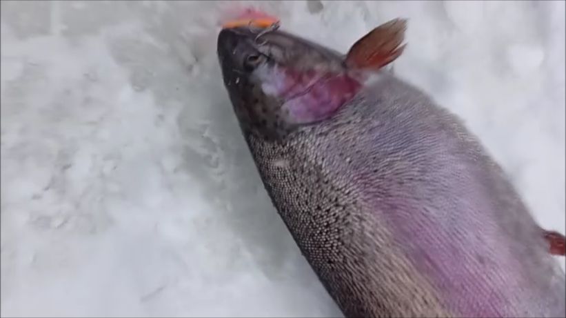 Утро на Нижнем. Клёвое место Лосиный остров. смотреть онлайн