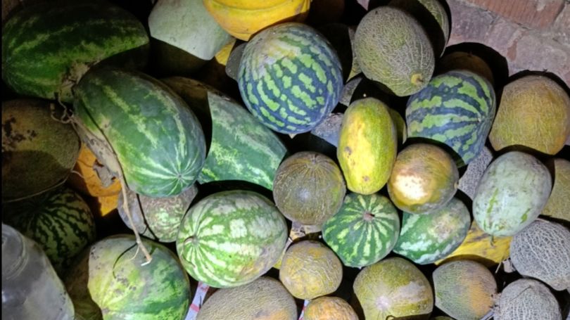 Сбор моего урожая Арбузы, дыни, помидоры, перец, кукуруза, картофель. Август 29 2024 смотреть онлайн