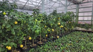 Экскурсия в Павловский лимонарий