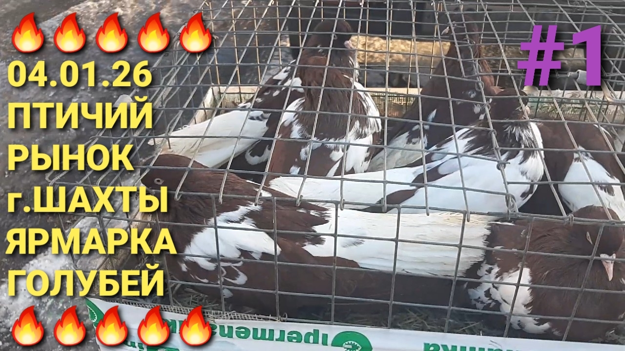 🔥🔥🔥 04.01.26 Сборная ярмарка голубей в г.Шахты. Птичий рынок. Pigeons Fair. Bird Market. смотреть онлайн