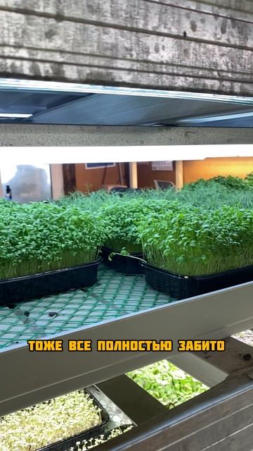 Ответ подписчику смотреть онлайн