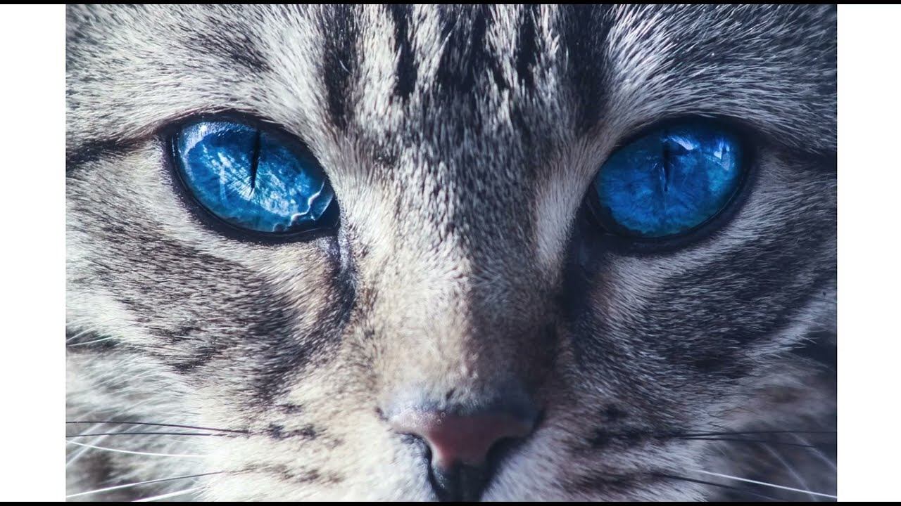 Особенности анатомии нервной системы и анализаторов у кошек