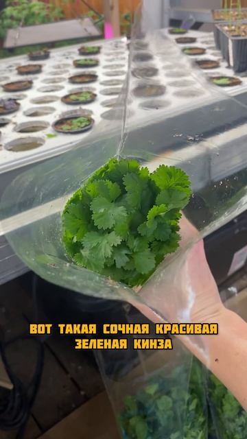 Кинза готова смотреть онлайн