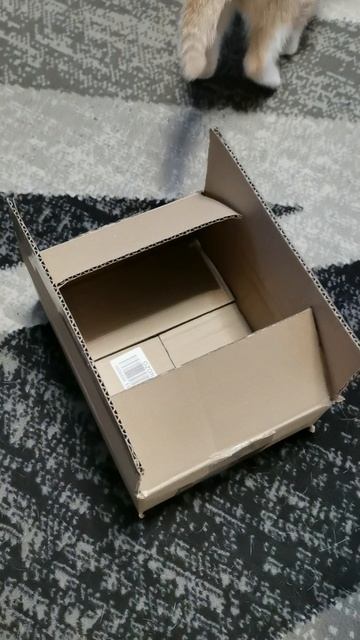 Отправляем кису озоном🐱 смотреть онлайн