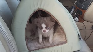 Провожаем в НОВЫЙ дом братишек 05.01.26 #купитьщенкачихуахуапродаю +79215950848