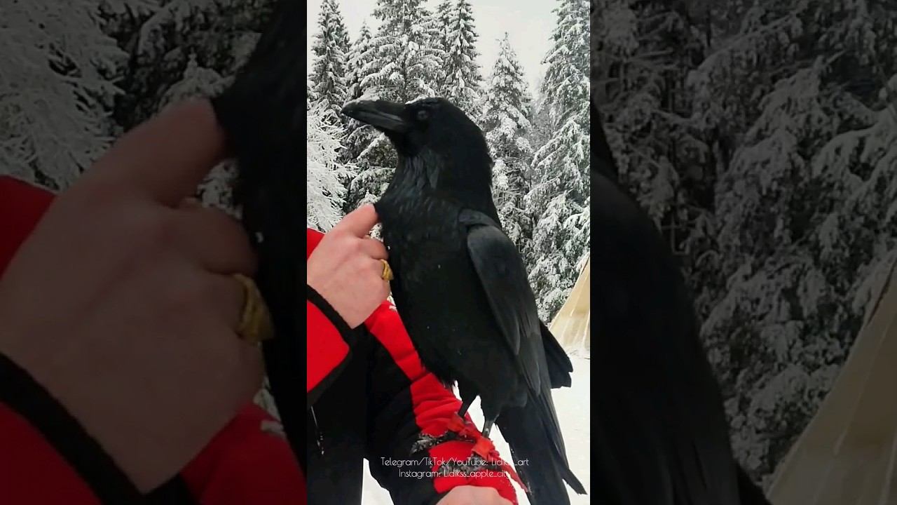 Ручной черный ворон Дракоша из Санкт-Петербурга 😍 #вдохновение. Рисунок ворона акварелью и ручкой. смотреть онлайн