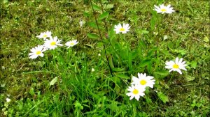 Ромашки