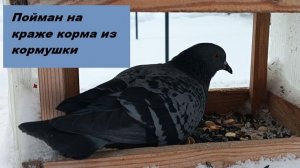 Стало понятно, почему в кормушке быстро кончается корм - найден вор!